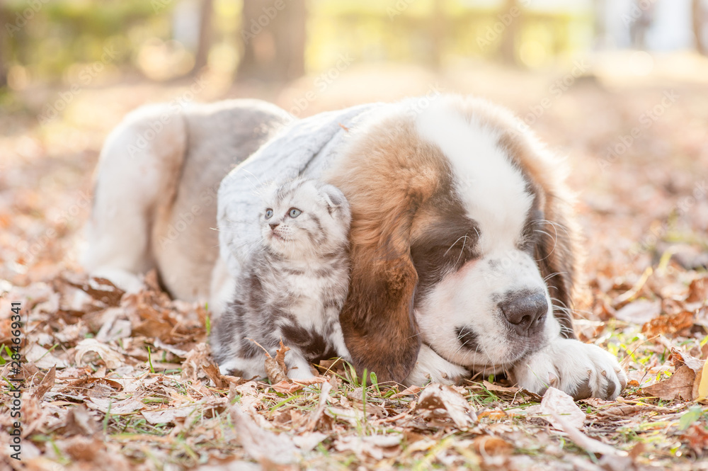 Saint Bernard puppy and kitten are together on the autumn foliage at sunset