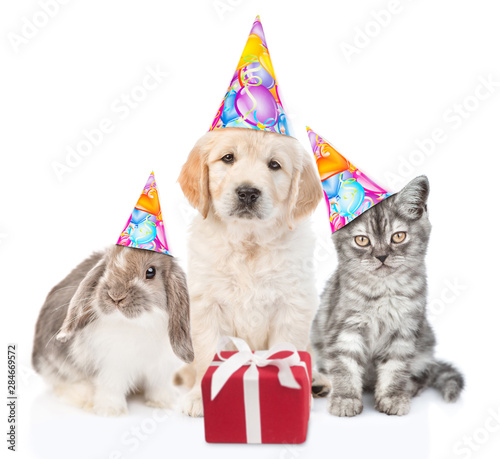 Group of pets with party hats and gift box sitting together in front view and looking at camera. Isolated on white background