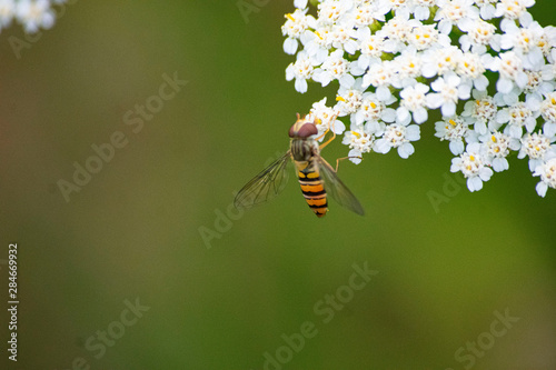 Pszczoła i kwiat © Daniel