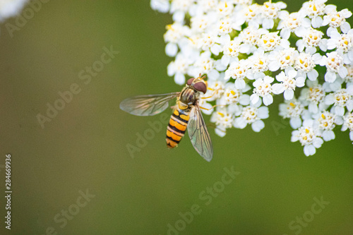 Pszczoła © Daniel