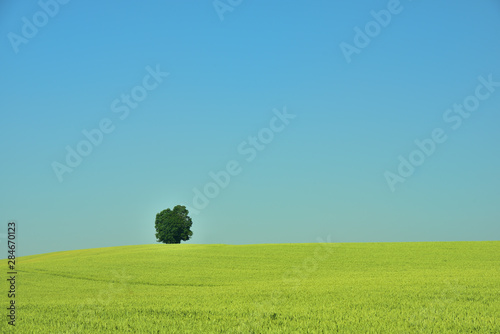 Landscape image of a green hill with a lonely tree in front of blue sky in Bavaria