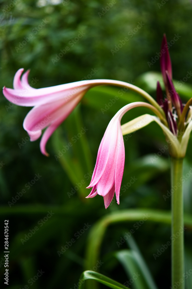 Naklejka premium pink lily in the garden