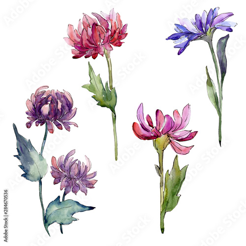 Fototapeta Naklejka Na Ścianę i Meble -  Aster floral botanical flowers. Watercolor background illustration set. Isolated asters illustration element.