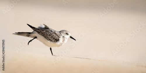 Sandpiper (Sanderling)
