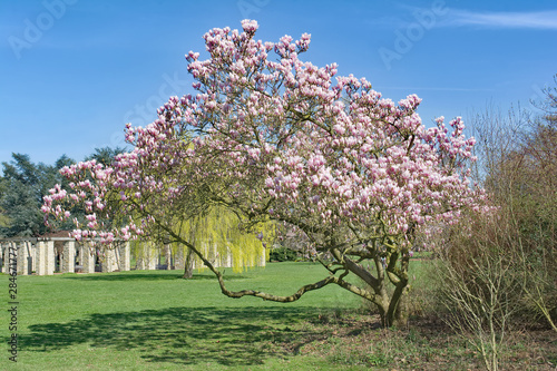 Frühling im Nordpark in Düsseldorf,Nordrhein-Westfalen,Deutschland photo