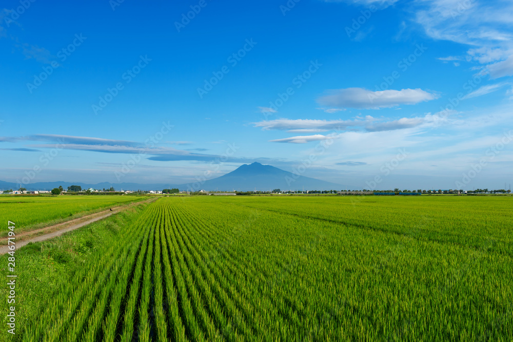 【青森県岩木山麓】岩木山と水田の風景