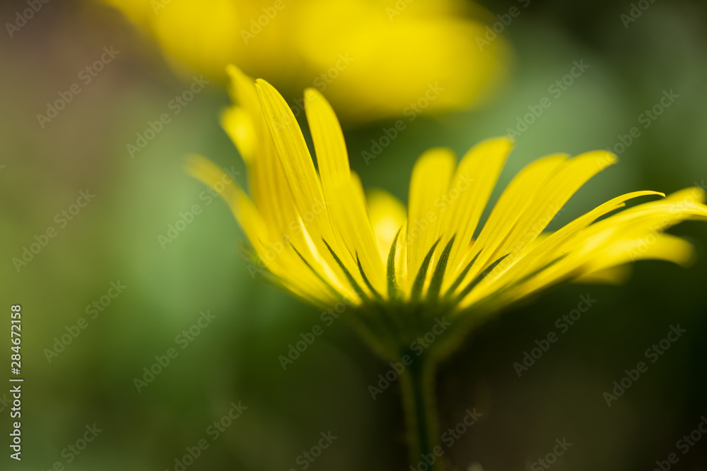 closeup of yellow flower with beatiful petals on green background closeup of yellow flower with beatiful petals on green background