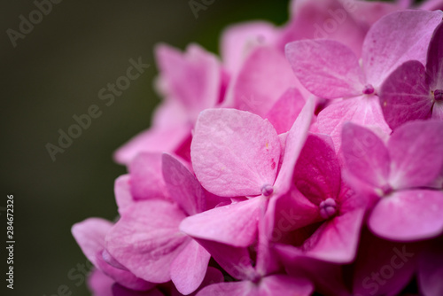 Pink flower close up with dark grey background © frederik