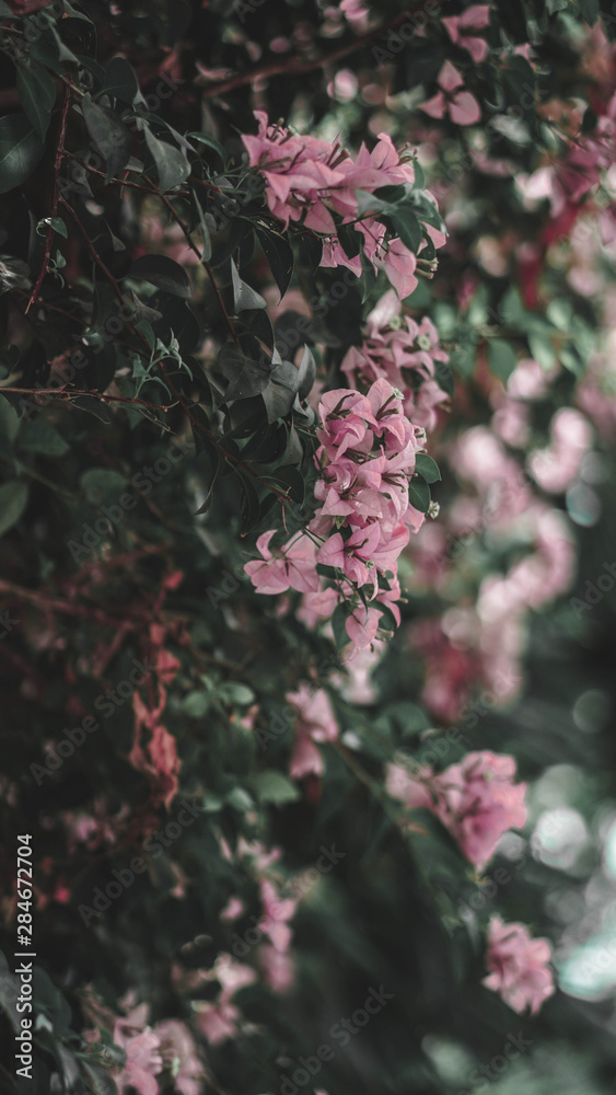 Fototapeta premium flowers in the garden