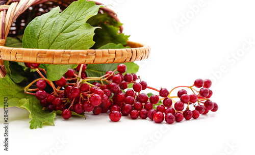 Red berries of viburnum with green leaf. photo