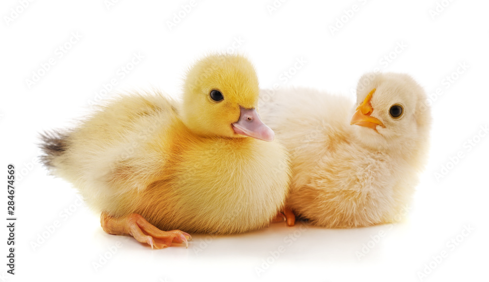 Small chicken and duck. Small chicken and duck.