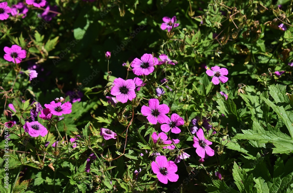 Geranium Himalayense 'Patricia' beautiful flowers in the garden. Geranium Himalayense 'Patricia' beautiful flowers in the garden.