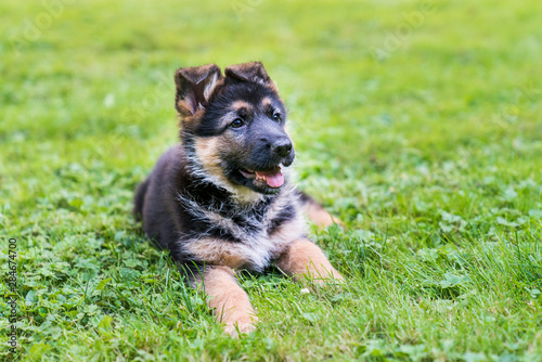 German Shepherd puppy resting in grass. © Barb