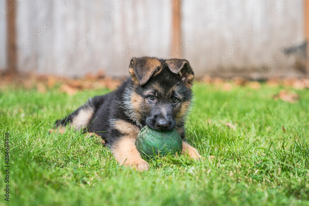 German Shepherd puppy with big green ball. German Shepherd puppy with big green ball.