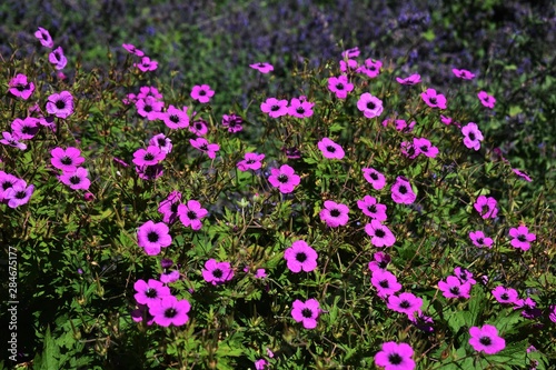 Tableau sur toile Geranium Himalayense 'Patricia' beautiful flowers in the garden.