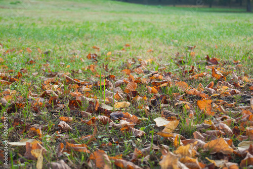 View from the bottom of the lawn with fallen autumn leaves
