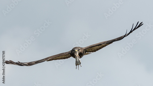 Mäusebussard