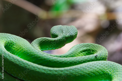 Back view Large-eyed Green Pit viper (Trimeresurus macrops) the endemic specie of Southeast Asia