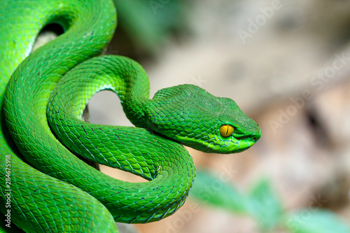 Stampa su tela Close up Large-eyed Green Pit viper (Trimeresurus macrops) the endemic specie of