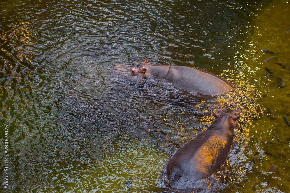 Fototapeta premium Hippo swims in the pond