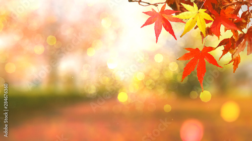 web banner design for autumn season and end year activity with red and yellow leaves with soft focus light and bokeh background