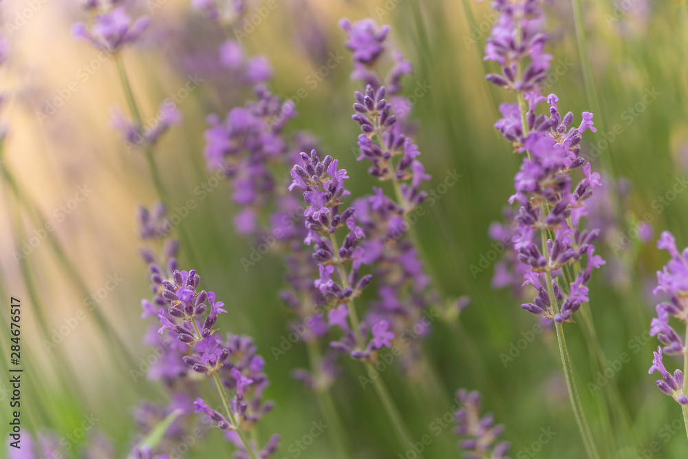 Lavendel Lavendel