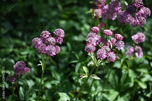 Canvastavla Astrantia Major, common name Great Masterwort, is a species of flowering plant in the family Apiaceae