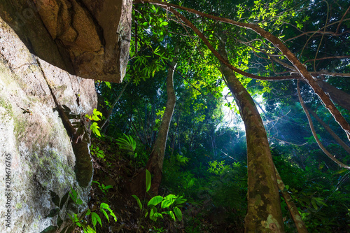 Deep Forest in Sunlight  Huay Mae Sai Waterfall  Thailand