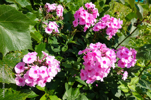 Photos Summer Flowering Bright Pink Perennial or Garden Phlox (Phlox paniculata Light P
