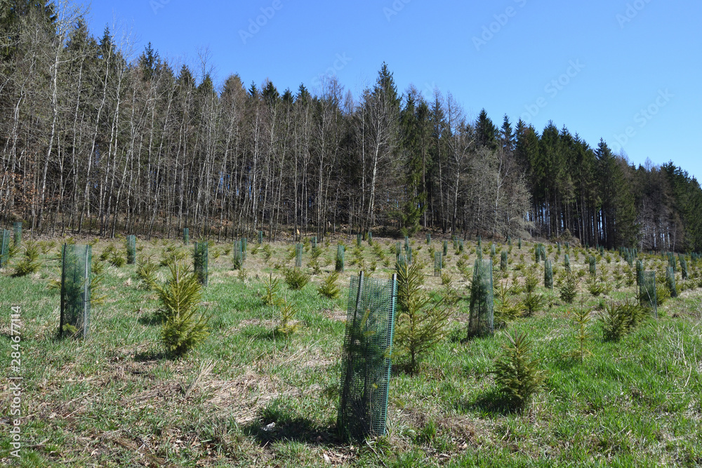 Fototapeta premium Wiederaufforstung in der Oberlausitz