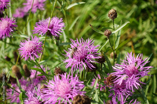 Wildflowers. Pink cornflower and bees collecting pollen.