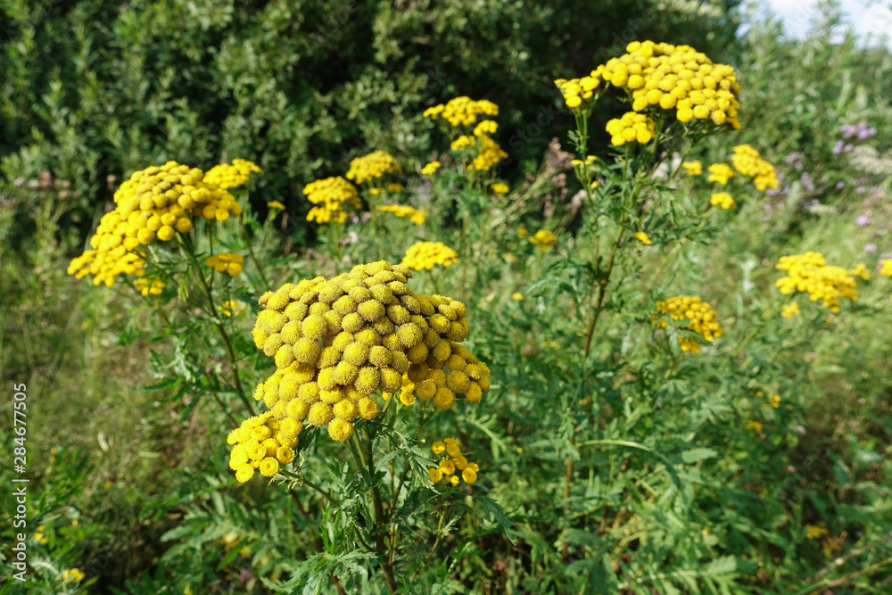 Yellow wildflowers. Natural yellow background. Yellow wildflowers. Natural yellow background.