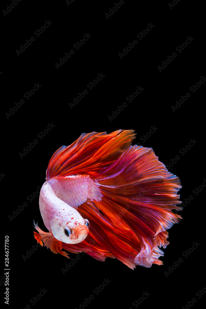 Pink and red betta fish, siamese fighting fish on black background Pink and red betta fish, siamese fighting fish on black background