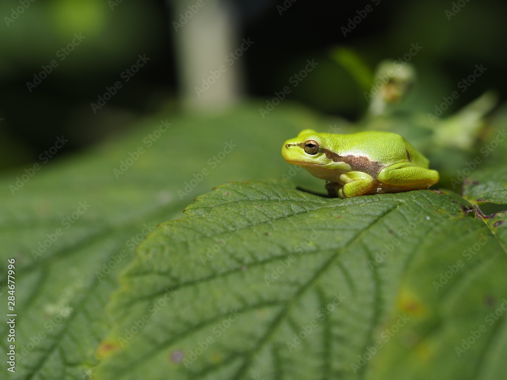 Europäischer Laubfrosch, Hyla arborea, Laubfrosch Europäischer Laubfrosch, Hyla arborea, Laubfrosch