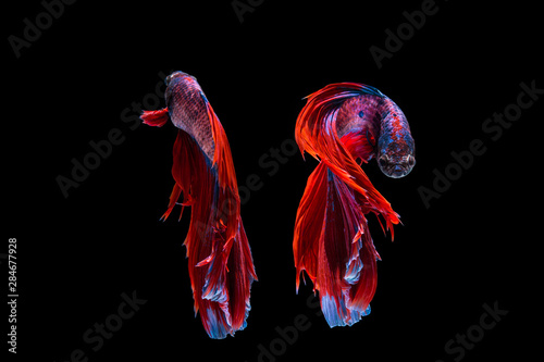Red and blue betta fish  siamese fighting fish on black background