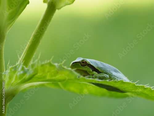 Europäischer Laubfrosch, Hyla arborea, Laubfrosch