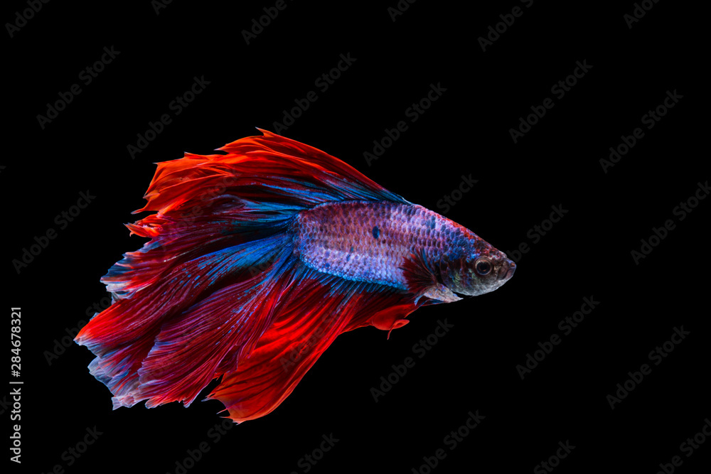 Red and blue betta fish, siamese fighting fish on black background Red and blue betta fish, siamese fighting fish on black background