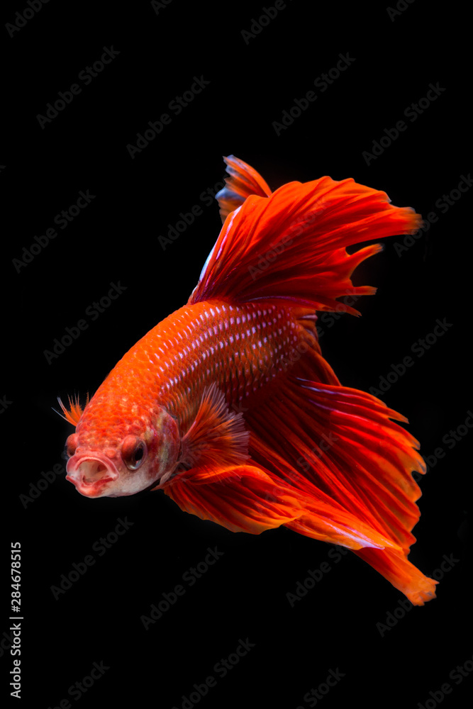 Red betta fish, siamese fighting fish on black background Red betta fish, siamese fighting fish on black background