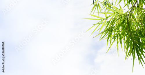 Bamboo leaves  Green leaf on blurred greenery background. Beautiful leaf texture in nature. Natural background. close-up of macro with free space for text.