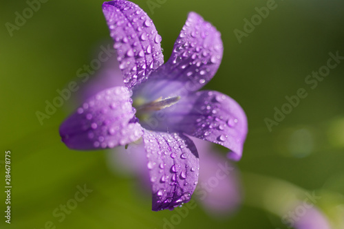 Little purple flower in the garden