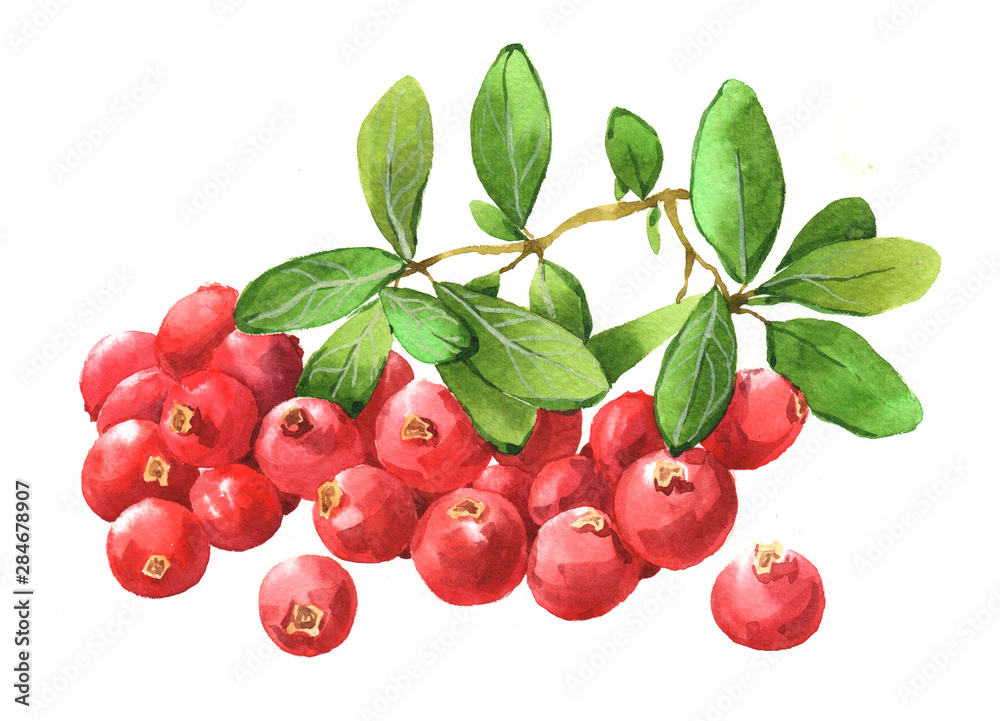 Obraz premium Watercolor cranberry food isolated on a white background illustration.
