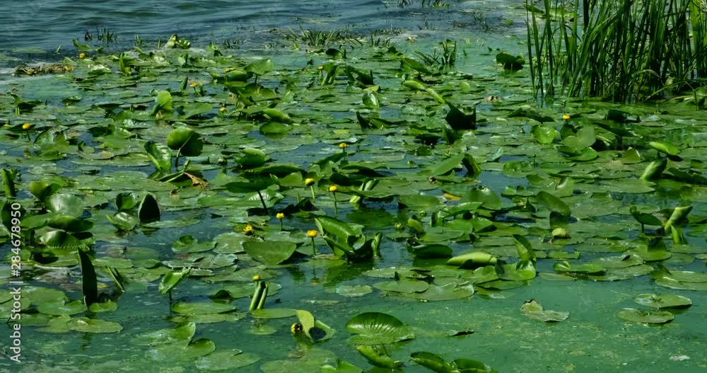Nuphar lutea. Lots of yellow water lilies on the river. Nature. Flowers Nuphar lutea. Lots of yellow water lilies on the river. Nature. Flowers