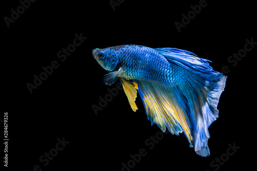 Blue and yellow betta fish, siamese fighting fish on black background © YuiYuize