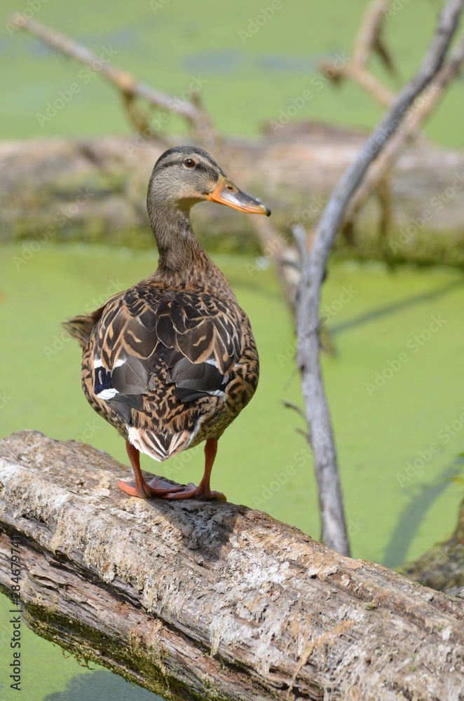Canard colvert (Anas platyrhynchos) Canard colvert (Anas platyrhynchos)