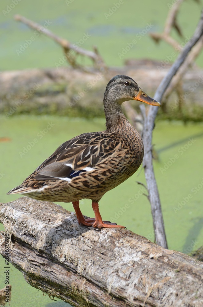 Canard colvert (Anas platyrhynchos) Canard colvert (Anas platyrhynchos)