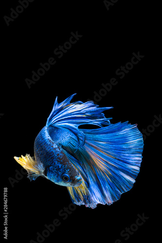 Wallpaper Mural Blue and yellow betta fish, siamese fighting fish on black background Torontodigital.ca
