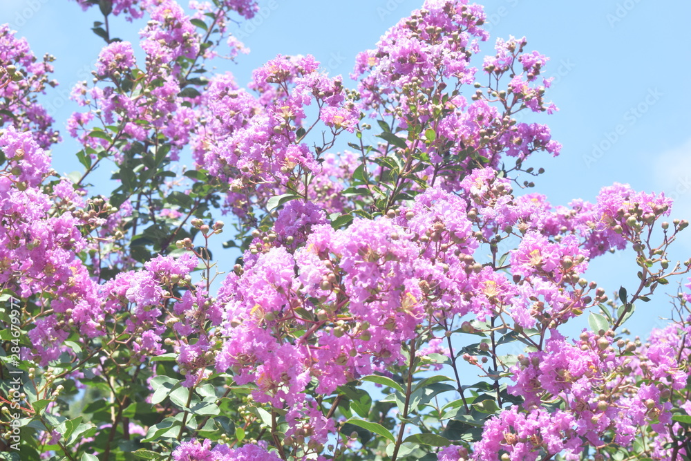 lilac flowers on a background