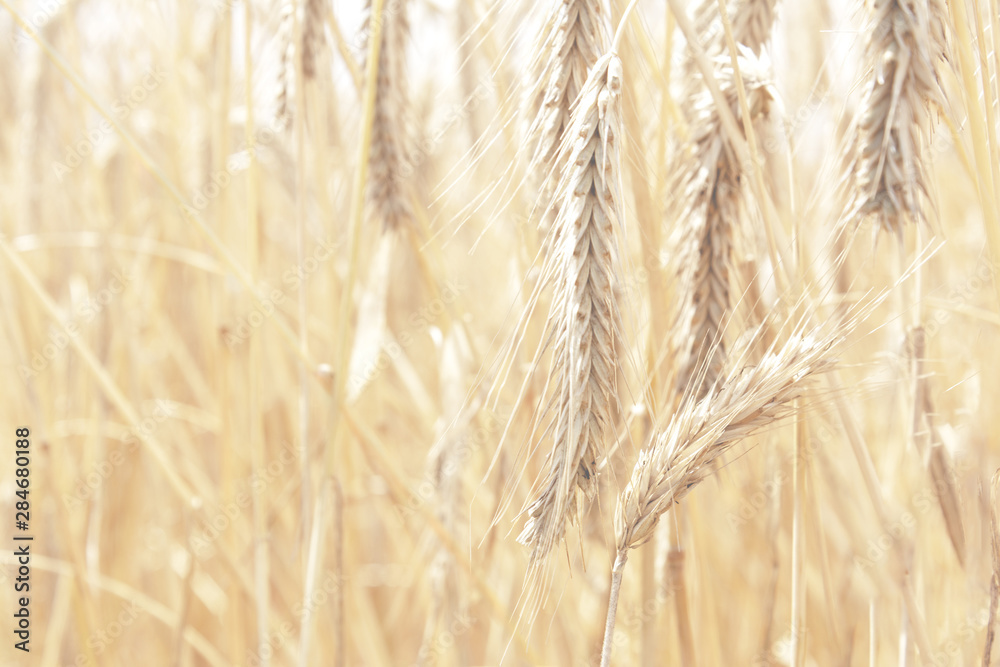 Fototapeta premium View of the ripened spikelets of wheat of golden color that grow on the field. The concept of agriculture, nature.