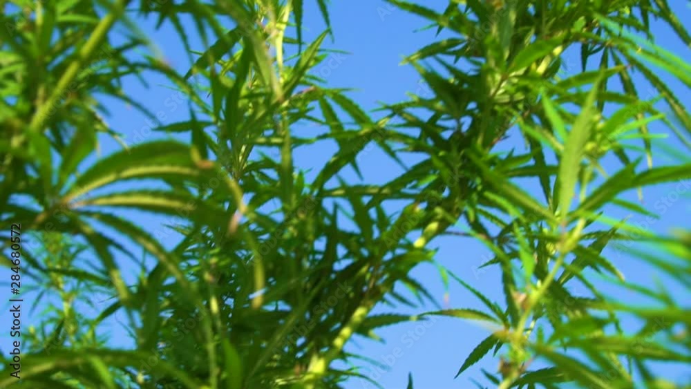Marijuana bushes sway the wind. The tops of green hemp against the blue sky. Legal or illegal cannabis cultivation. Natural background. Marijuana bushes sway the wind. The tops of green hemp against the blue sky. Legal or illegal cannabis cultivation. Natural background.