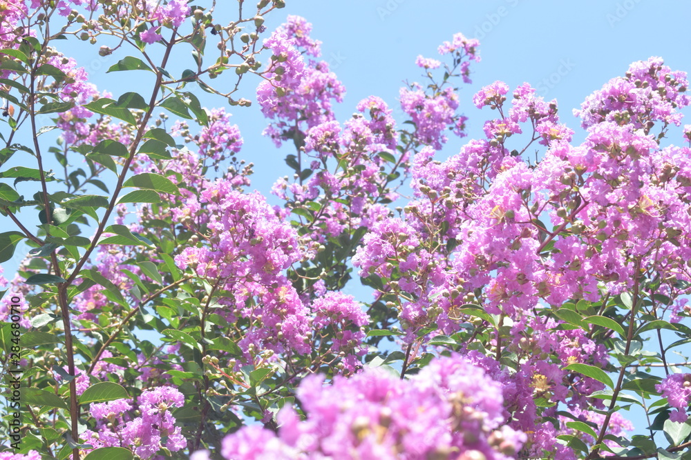 flowers on a background of blue sky